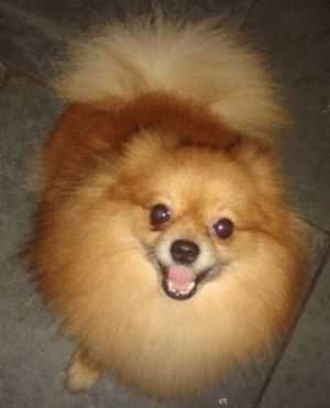 Jack Nilcholson Of Zawadzki