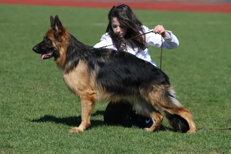 LV J CH Daisy Solo Rigoletto