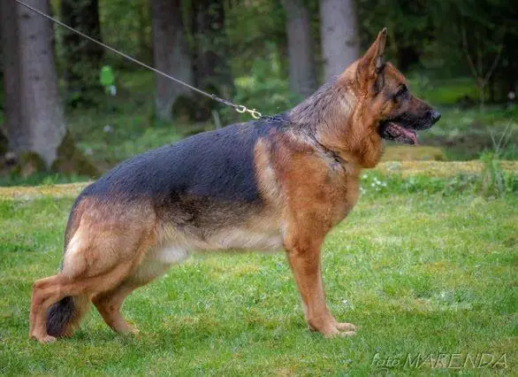 INTCH,  LV JCH,  LV CH, EST CH, LT CH, PL CH, RU CH, BY CH Darel Solo Rigoletto