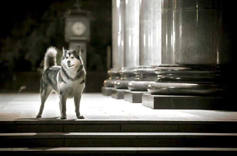 JCH RUS, CH RUS,RKF, GRAND Awesome Numa Northern Sunrise