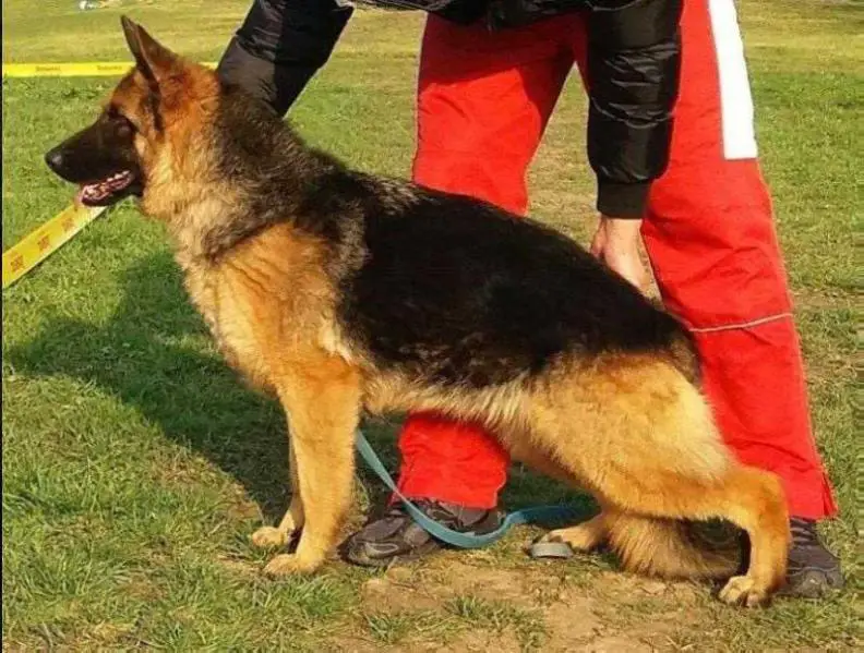 SG Jasmin Vom Haus Ditrich