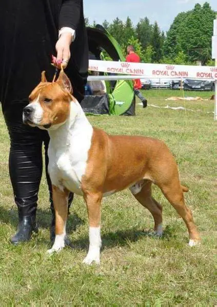 AKC.CH, Multi BIS, Multi J.BIS. WHITE-amSTAFF Goes to Hollywood