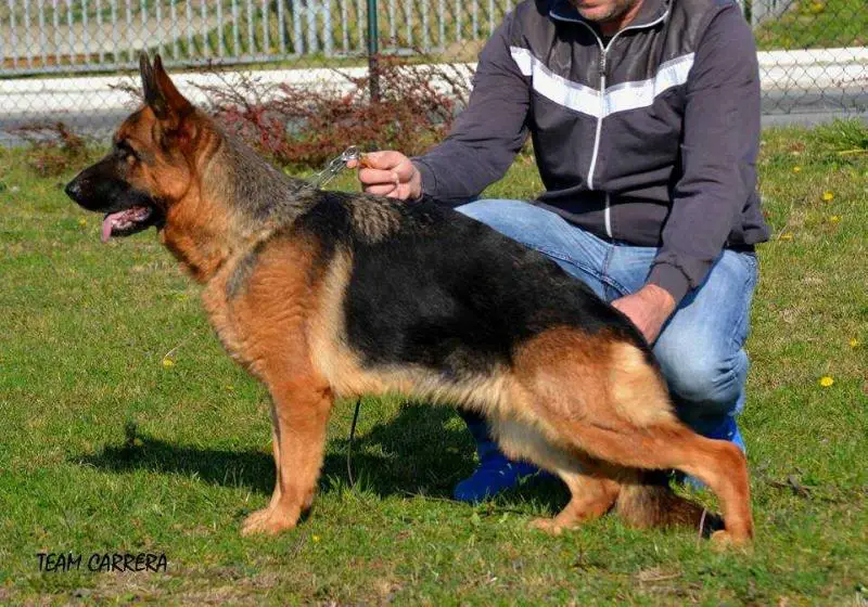 SG1 Senka Armandia Lidderdali