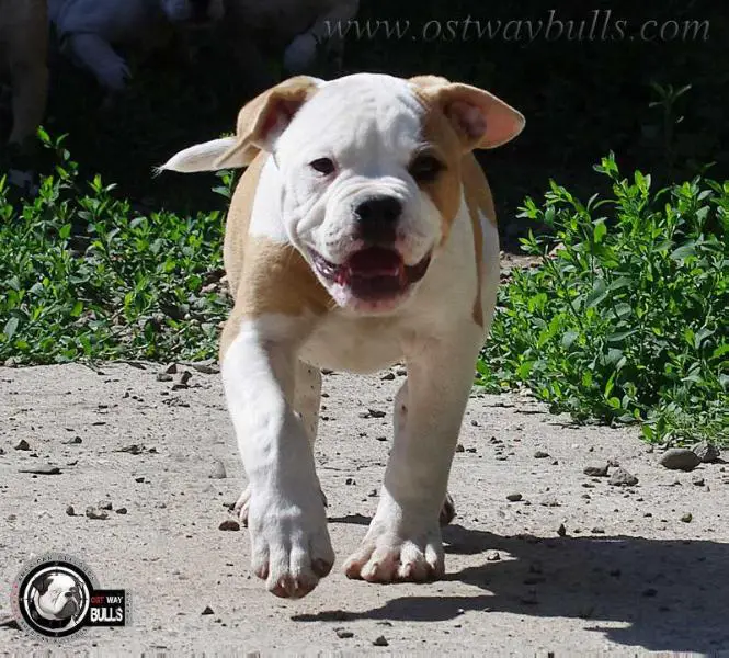 OSTWAYBULLS GRAPEFRUIT aka VITAMIN