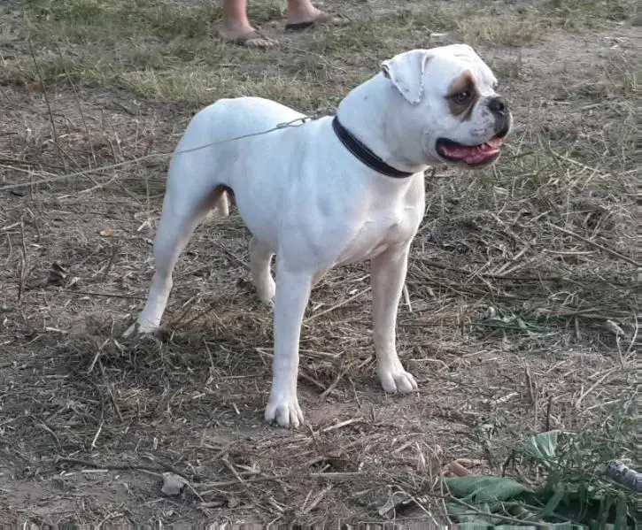 Bruiser's She Bop of OMB