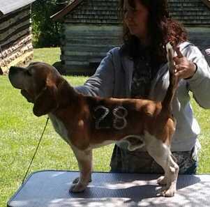 UKC Ch Star's Born to be an Ace