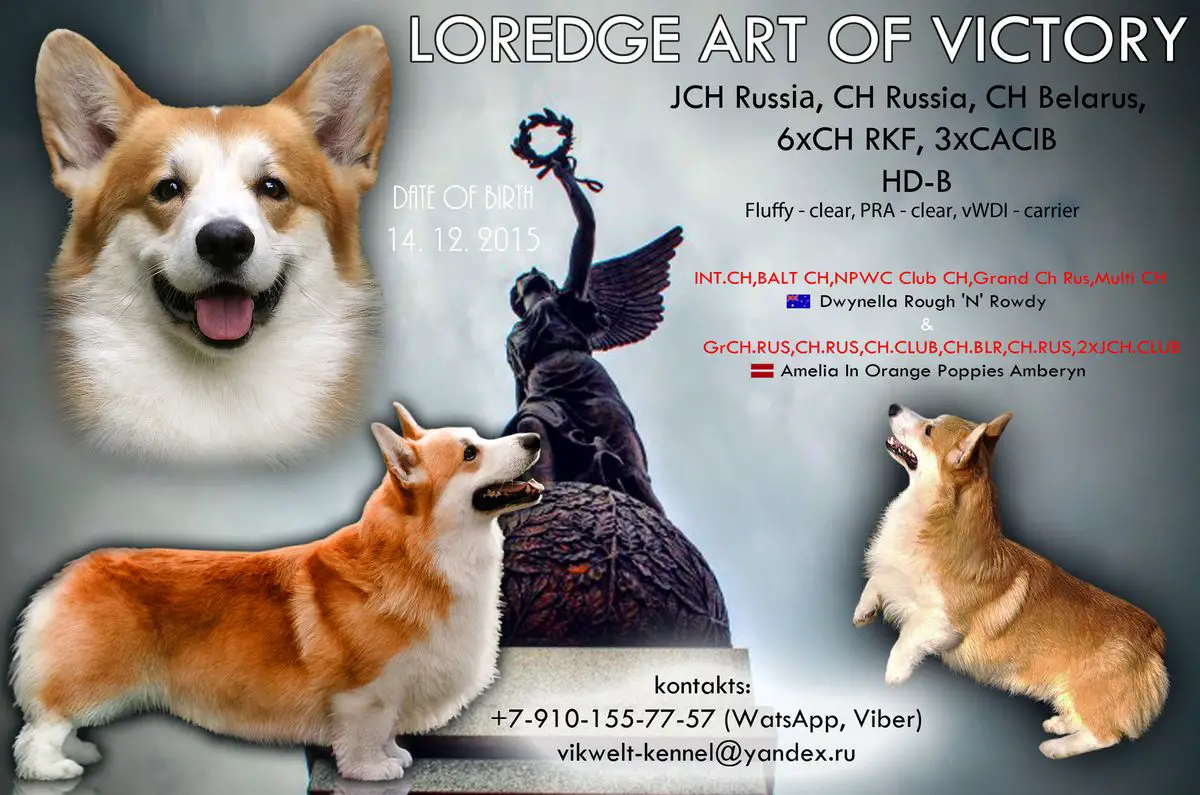 JCHRu,CHRu,CH Bl,CHRKF,CACIB,CW,CC LOREDGE ART OF VICTORY