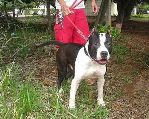 Thor Amstaff Bantim