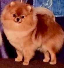 M-J's Lady Thumbelina