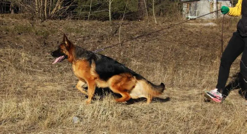 De Orse Mak Flai Yazoria