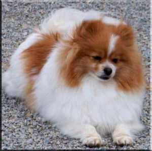 CH Char's Miss Liberty Parti