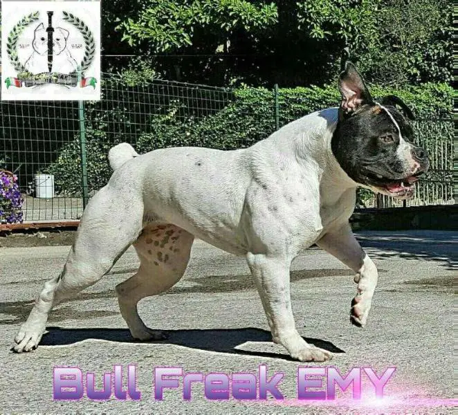 Bull Freak Italy EMY