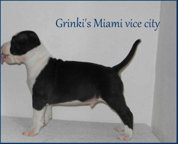 Grinki's Miami vice city