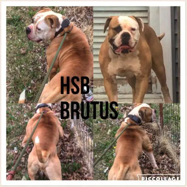 HSB Brutus of OCD
