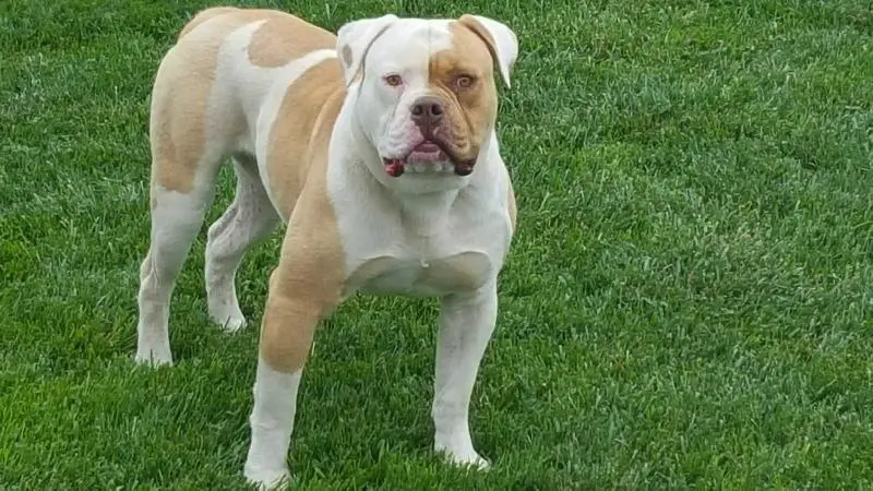 Stonecutter by Bullybadassbulldogs