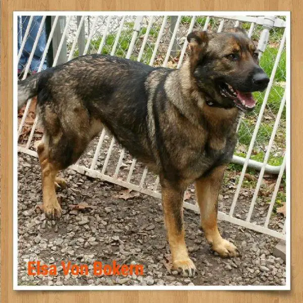 Elsa On Hemlock Von Bokern