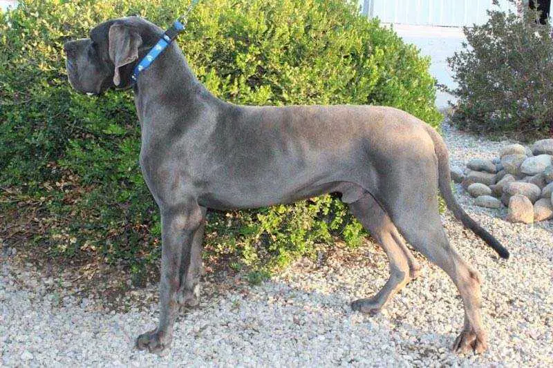 Sparky Vom Hause Duke