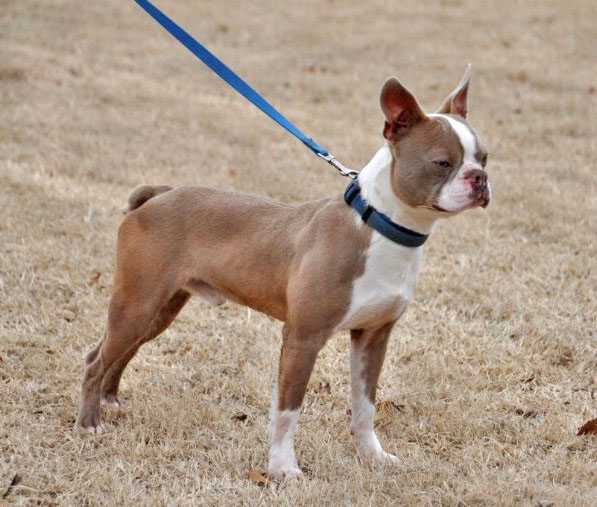 Margies Little Rascal