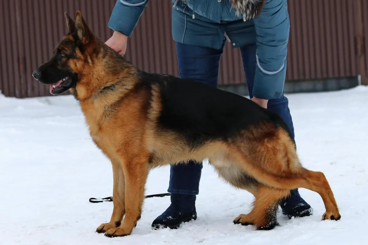 Jn.CH.RUS,CH.RUS Barton Blaze Alvi Straig