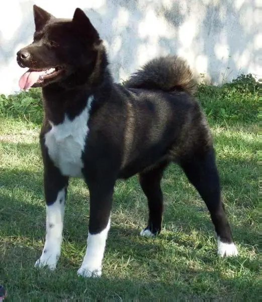 Malefica Del Bosco Mignolo