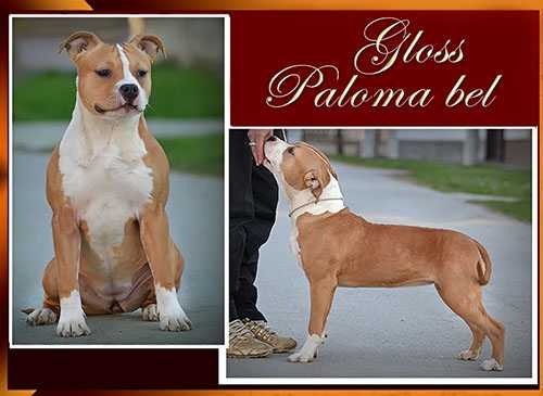 Gloss Paloma bel