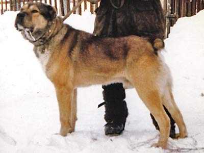Аксен