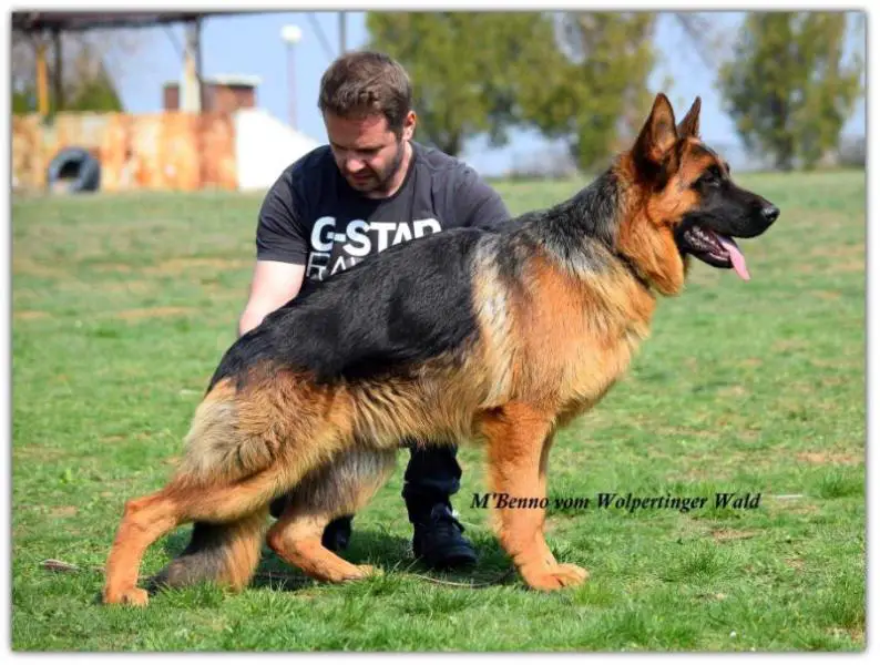 VP1 on Bulgaria Sieger 2016 M'Benno vom Wolpertinger Wald