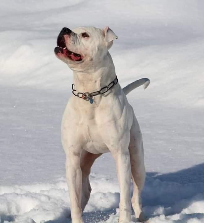 FaithFullBull's Billy the kid aka Kid of Bullyrascalz