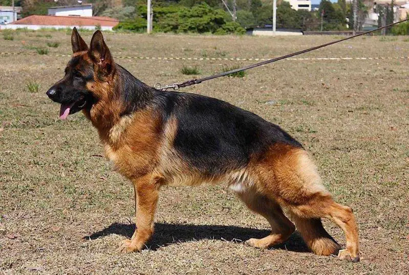 SG1 SIEGER (BRA) JKL 2016,  SG3 SIEGER (ARG) JHKL 2017 Thor von Haus Vittor