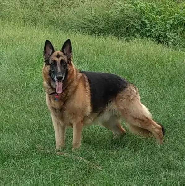 Heidelbergs Falcon V Denad