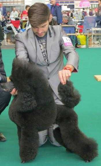 Mult.Ch. Canmoy´s Black Magic