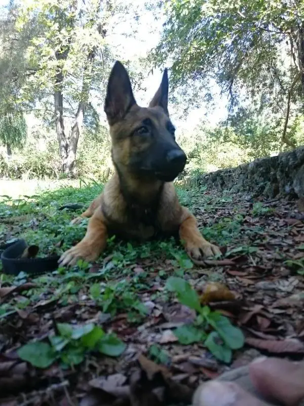 Dodelijk van het fort