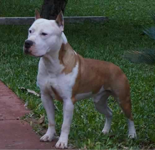 Duke Gaibles New Kraftfeld