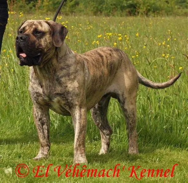 CH LUX, FR, BE, GER, SCH,TOP DOGO 2013 &2014 Léon de canmuc