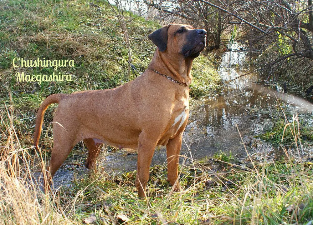 CH UA,CH UKU,CH MD,BBB C'HUSHINGURA Maegashira