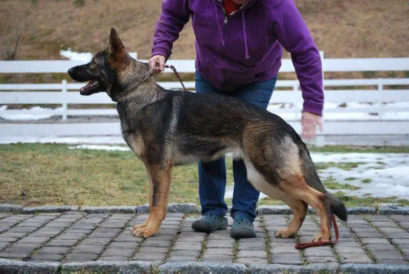 Velhari Vom Rheinland