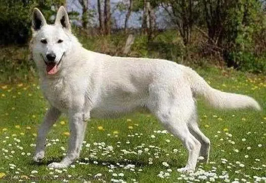 Erijane Magnetic McIntyre