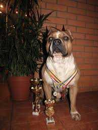 R. CACIB, CAC ARGON ABSOLYUTNYI LIDER