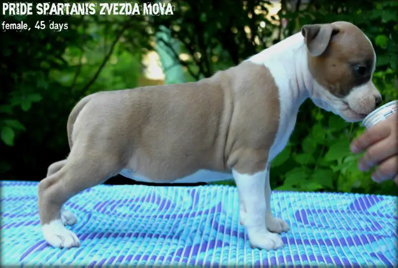 Pride Spartanis Zvezda Moya