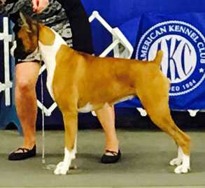 Ensign's Avee's Vermeers Pearl By Design