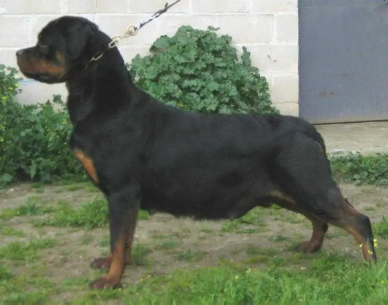 Jara de Breogan