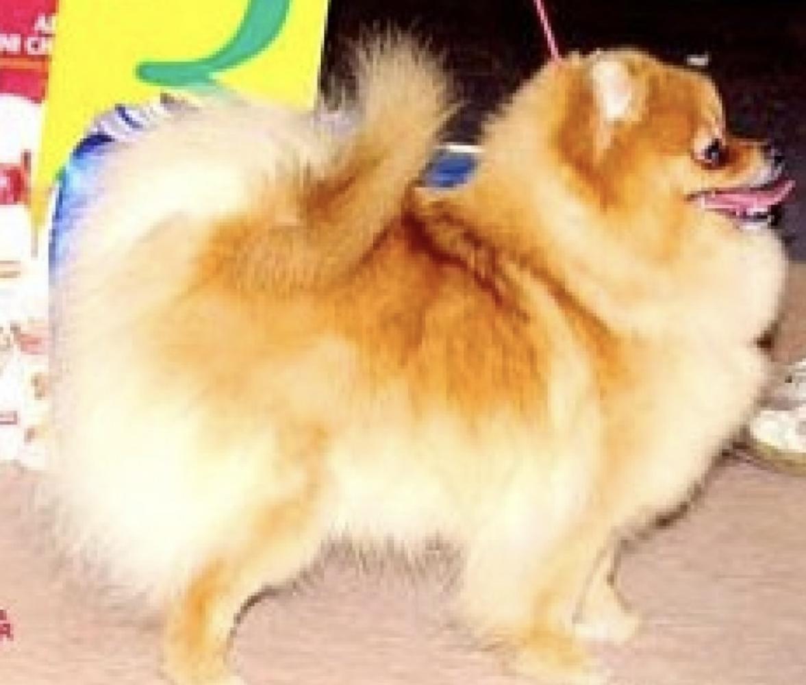 Dan-Star-Kom Patrisiya Littl Kvin