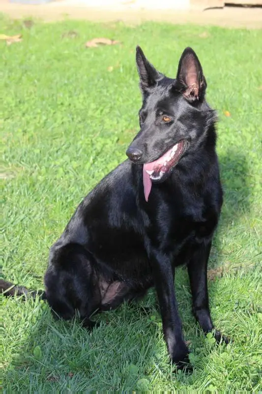 Iota vom Hause Meraner