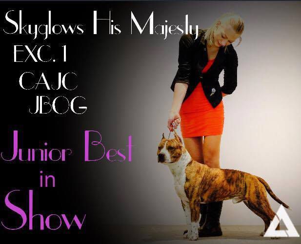 JCH.Slovakia,Serbia Skyglows His Majesty