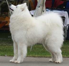 ALL ABOUT HAPPY Carpathian White Smile