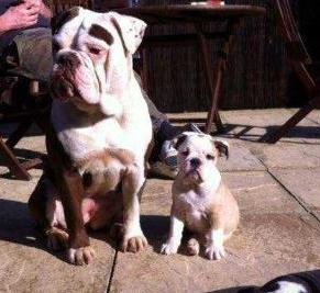 Millennium Bulldogs Little D