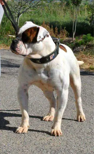 Chiaradia's Meda of Zecca