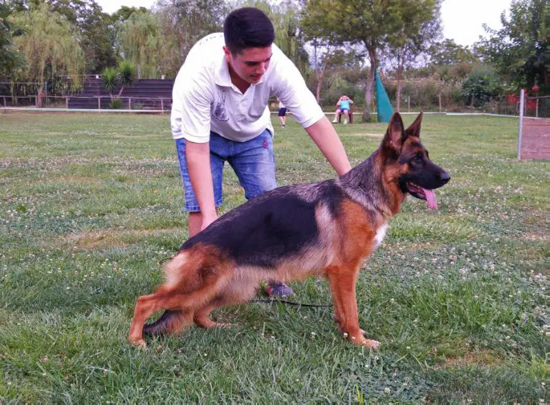 V6 ITALY 2018 Diva di Casa Maiorano