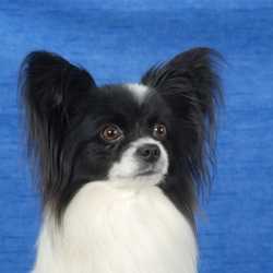 Lav-Imidg Kay Kristi