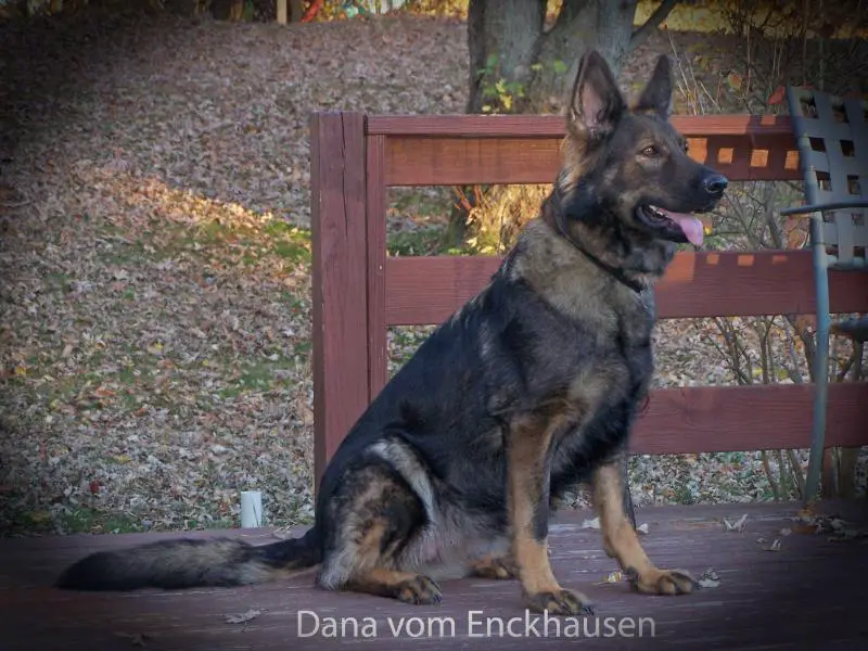 Dana vom Enckhausen